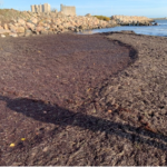 Beach wrack at Fakse Ladeplads